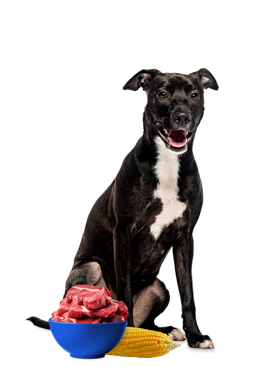 Cão adulto com uma tigela de ração